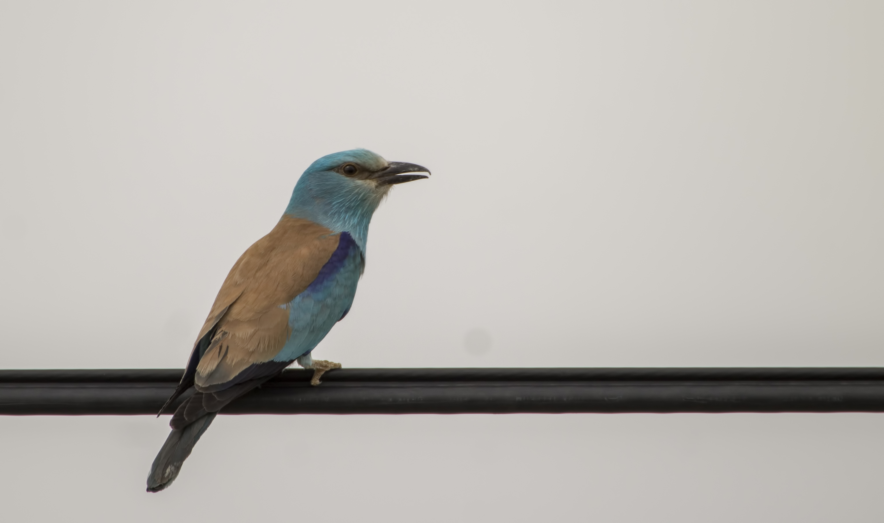 European Roller